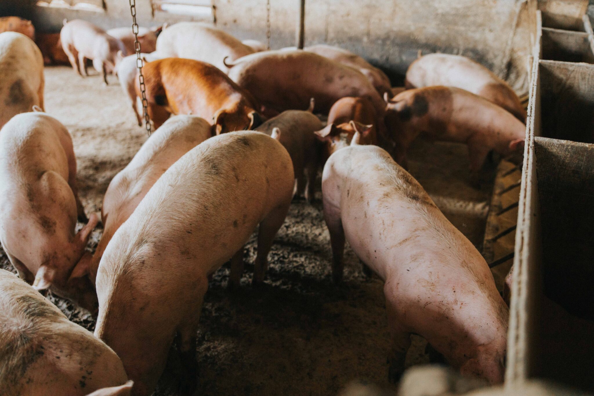 I maiali sono esposti alla contaminazione di patogeni provenienti sia dall’uomo sia dagli uccelli
