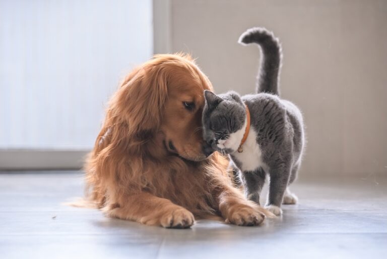 pet therapy anziani
