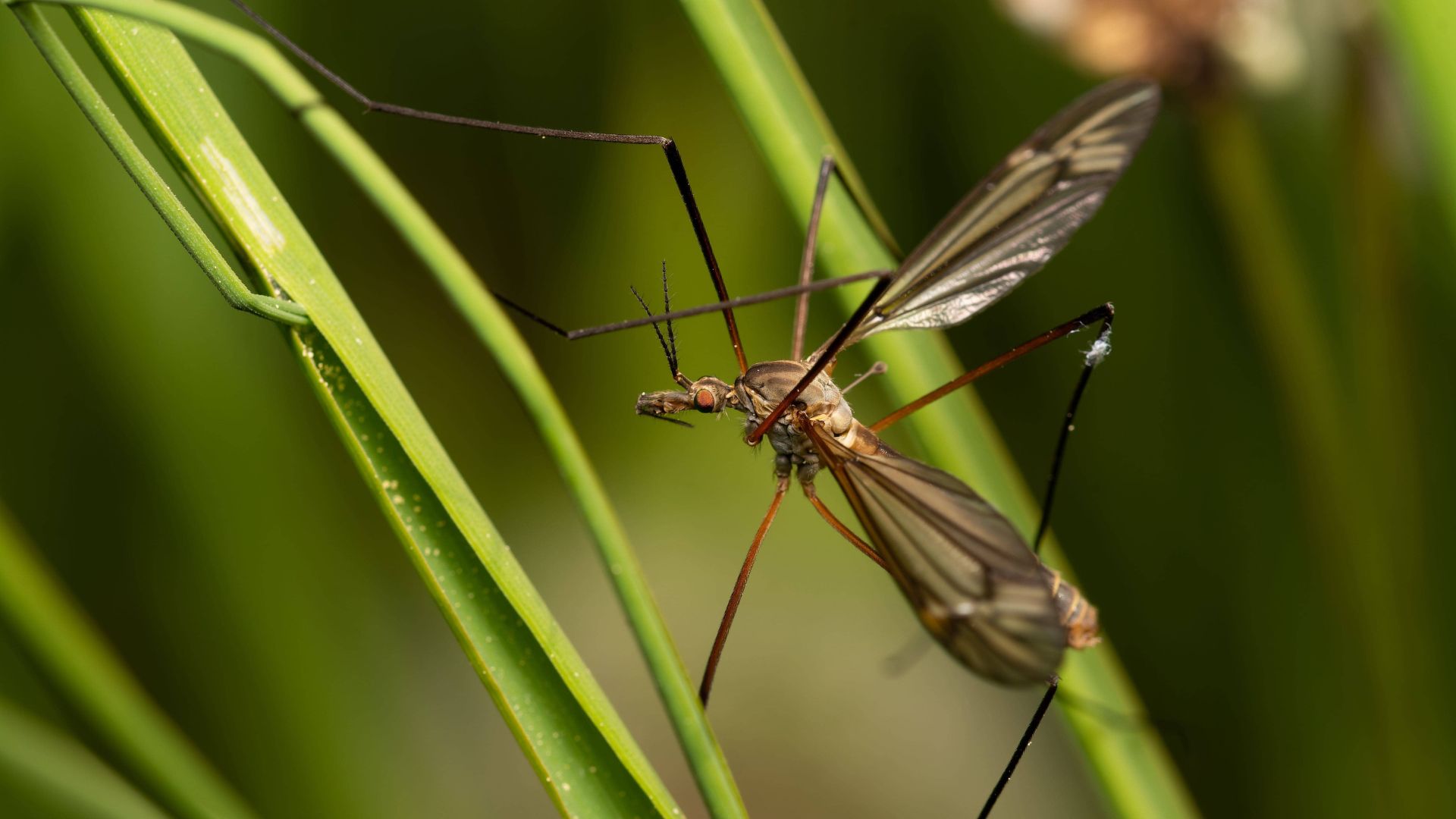 West Nile virus