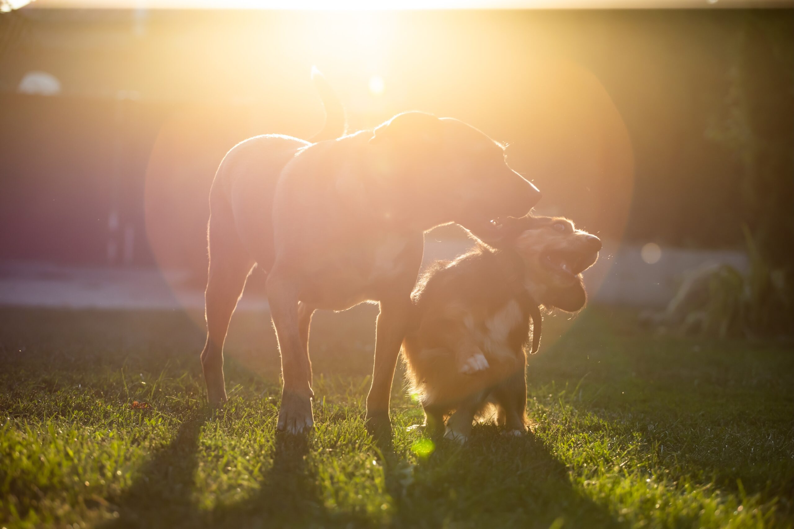 caldo e animali