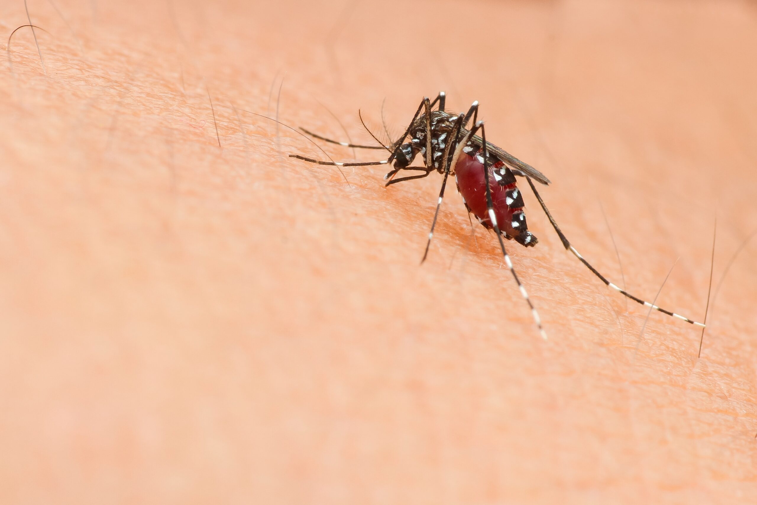 Sono in continuo aumento i casi di West Nile Virus in Italia