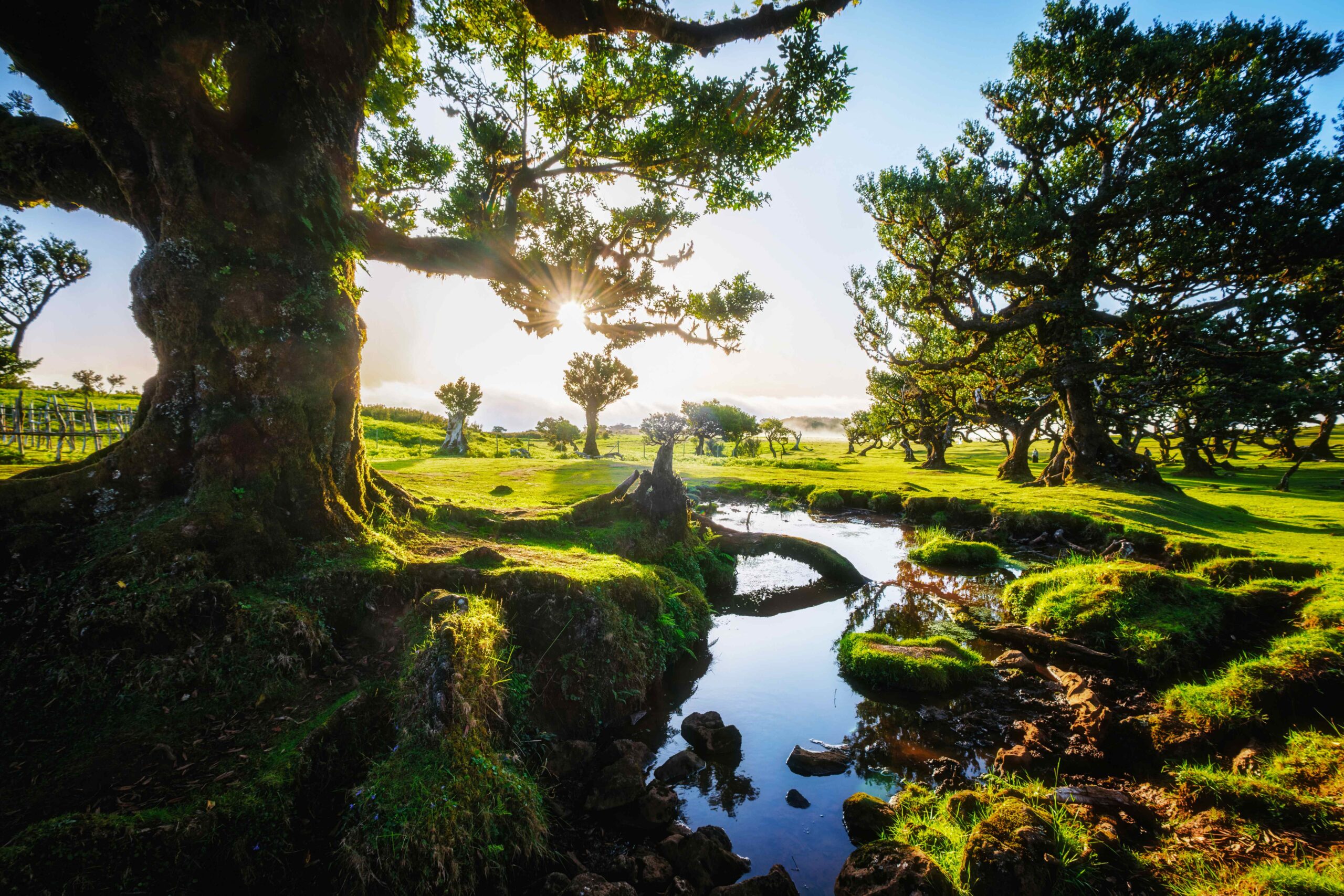 La piantumazione degli alberi ha diversi benefici economici e ambientali di cui, in questa stagione di caldo estremo, ricordiamo importanza