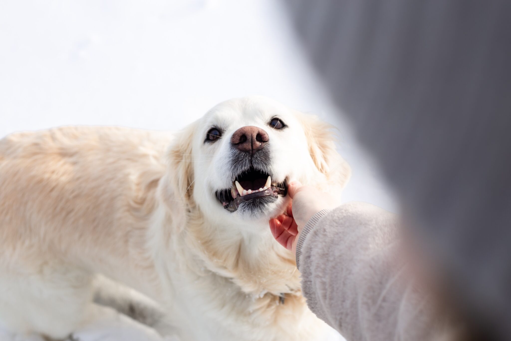 pet therapy spettro autistico