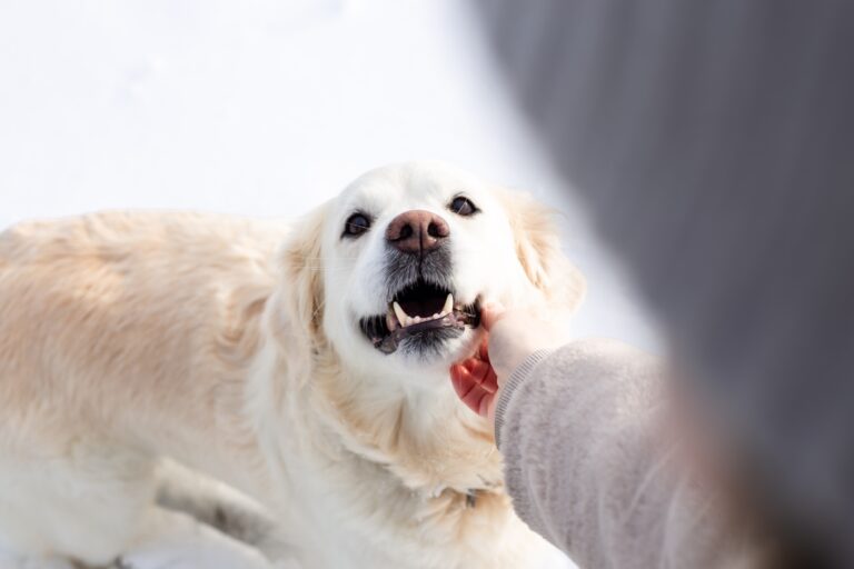 pet therapy spettro autistico
