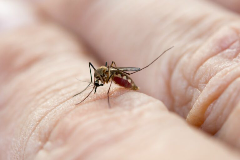 ULSS 9 Scaligera e l'Istituto Zooprofilattico del Veneto cercano di debellare il virus di Chikungunya, sempre più endemico nella zona