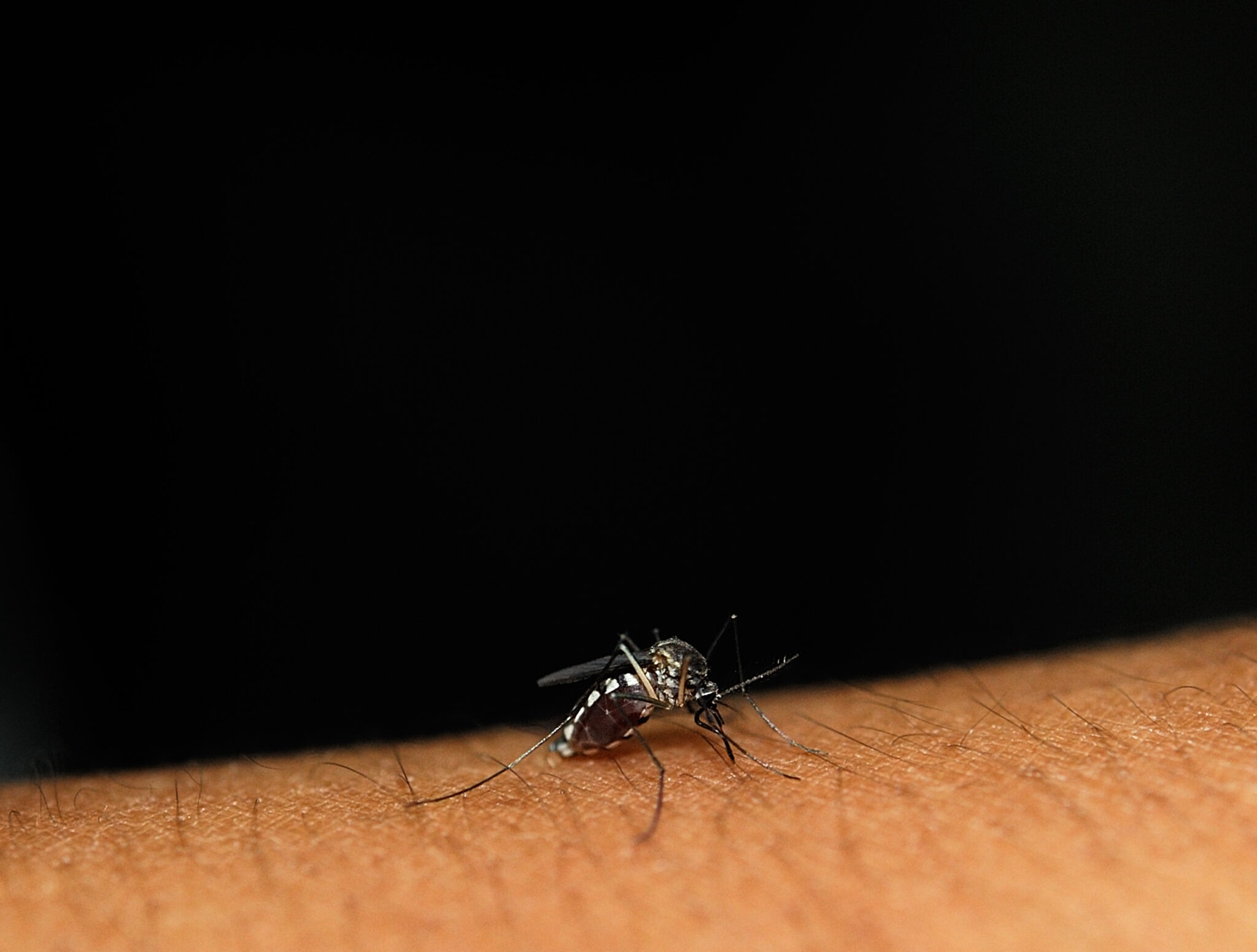 Anche nell'ultima settimana sono aumentati i casi di West Nile Virus nel nostro paese, sforando quota 500 infetti, 33 le vittime