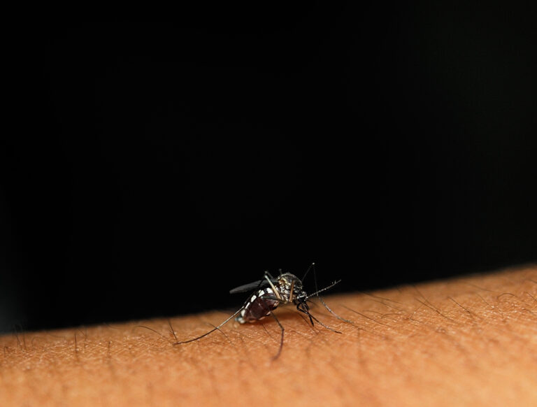 Anche nell'ultima settimana sono aumentati i casi di West Nile Virus nel nostro paese, sforando quota 500 infetti, 33 le vittime