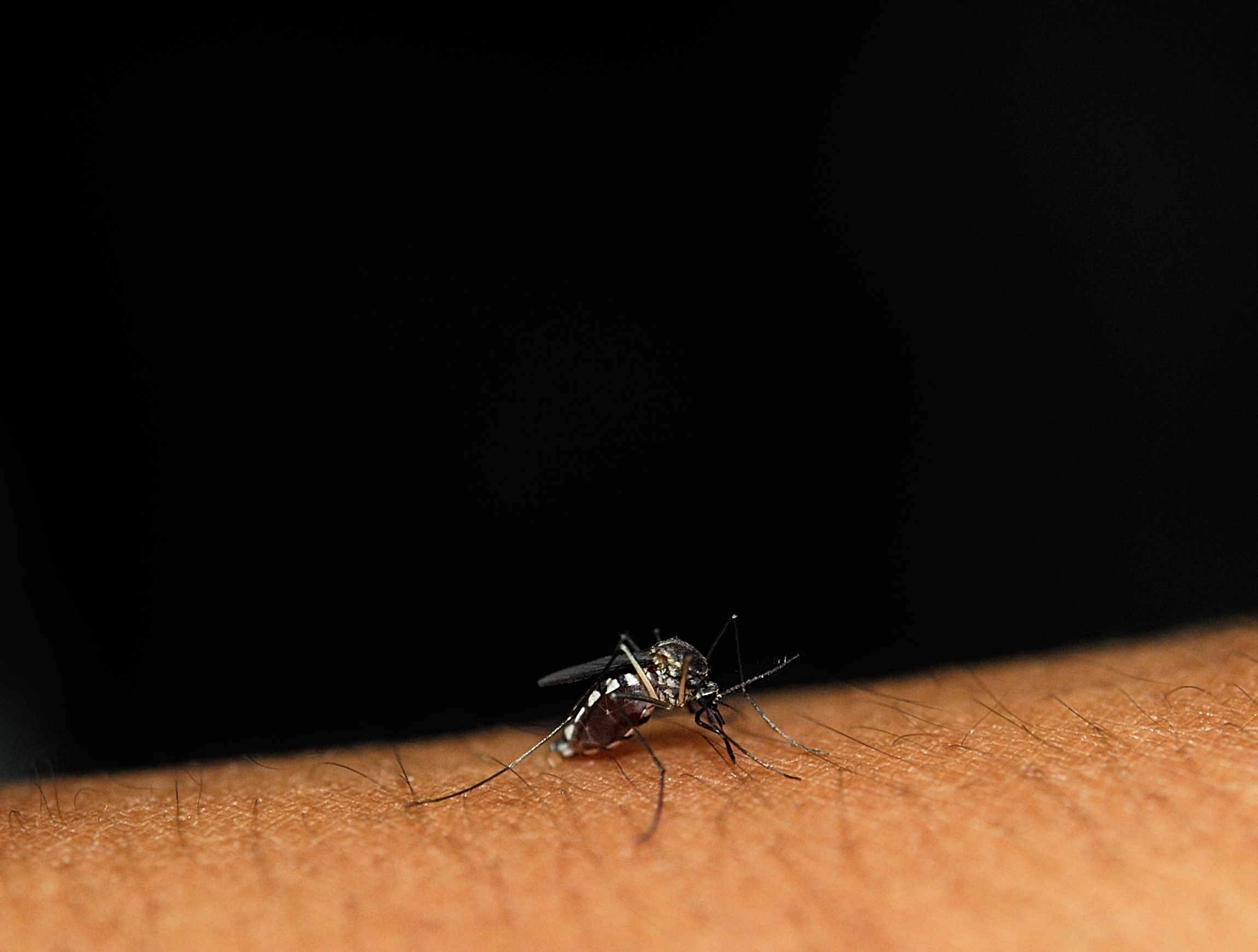 Anche nell'ultima settimana sono aumentati i casi di West Nile Virus nel nostro paese, sforando quota 500 infetti, 33 le vittime