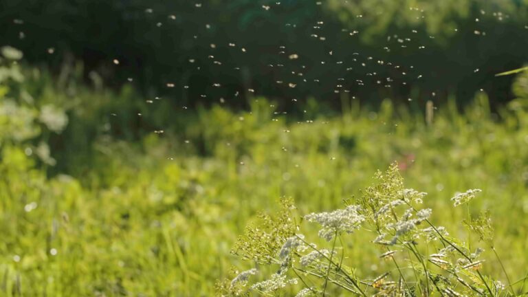 La fotografia raffigura uno sciame di insetti vicino a dei fiori, fotografati in lontananza, e rappresentano metaforicamente una nube di polline