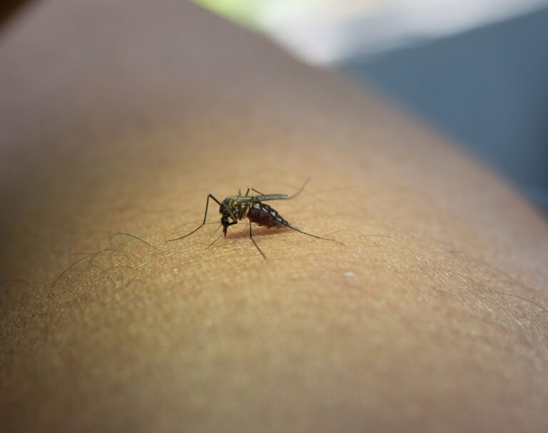 Chikungunya, Dengue, West Nile e TBE: conosciamo le malattie tropicali che si stanno diffondendo sempre di più anche nel nostro paese