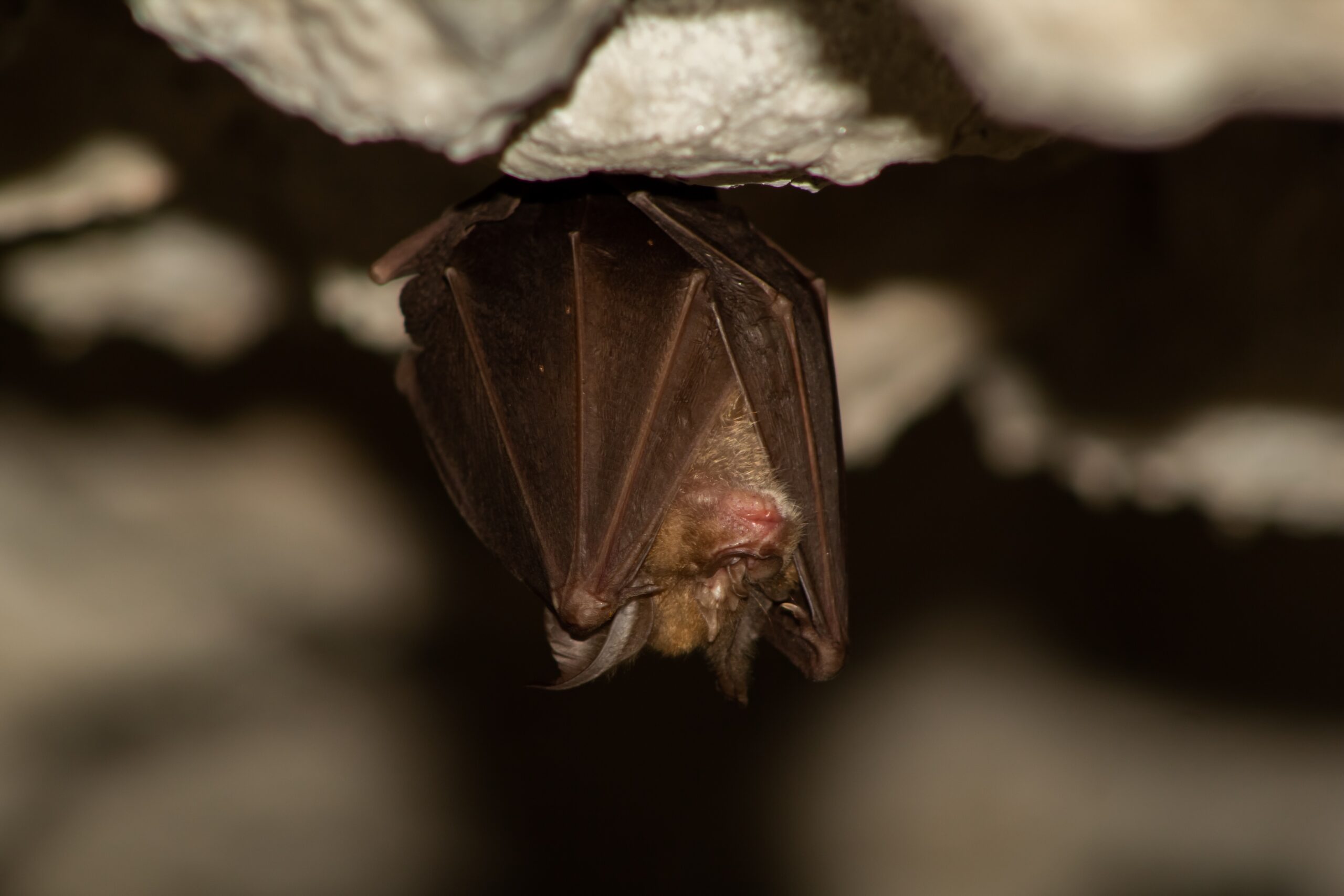 suini pipistrelli