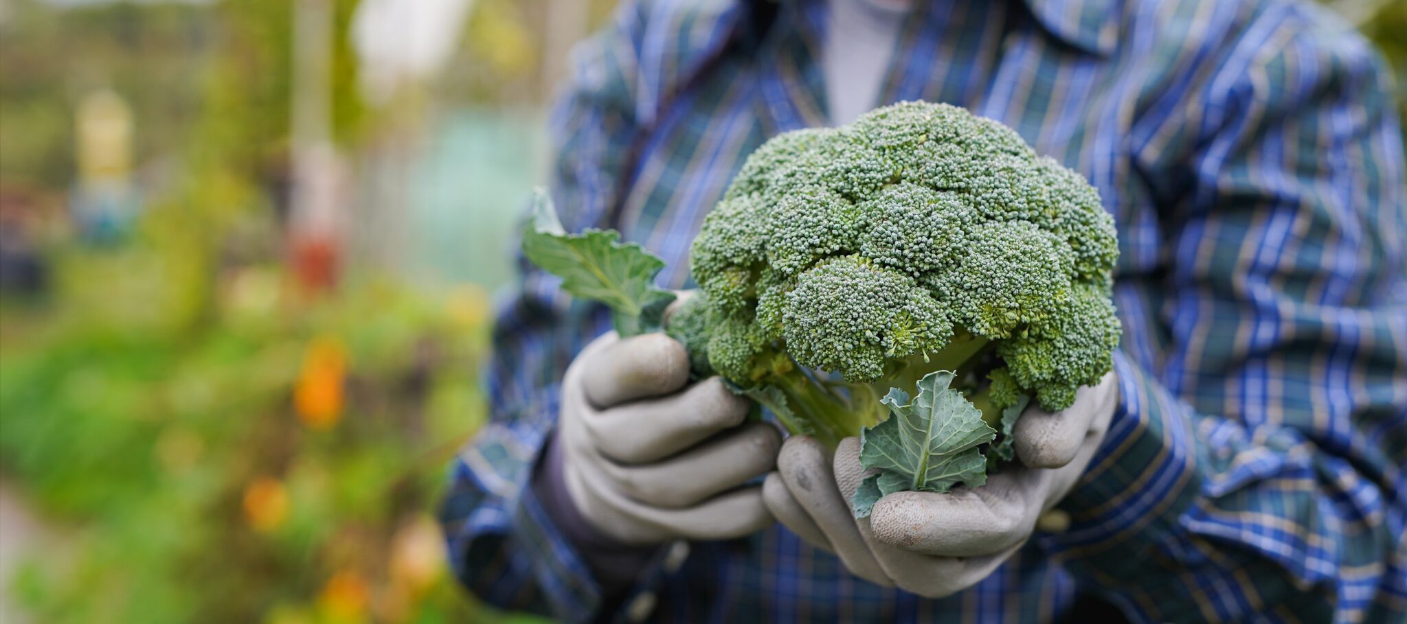Alcune molecole contenute negli alimenti possono “accendere” o “spegnere” geni legati a infiammazione e invecchiamento