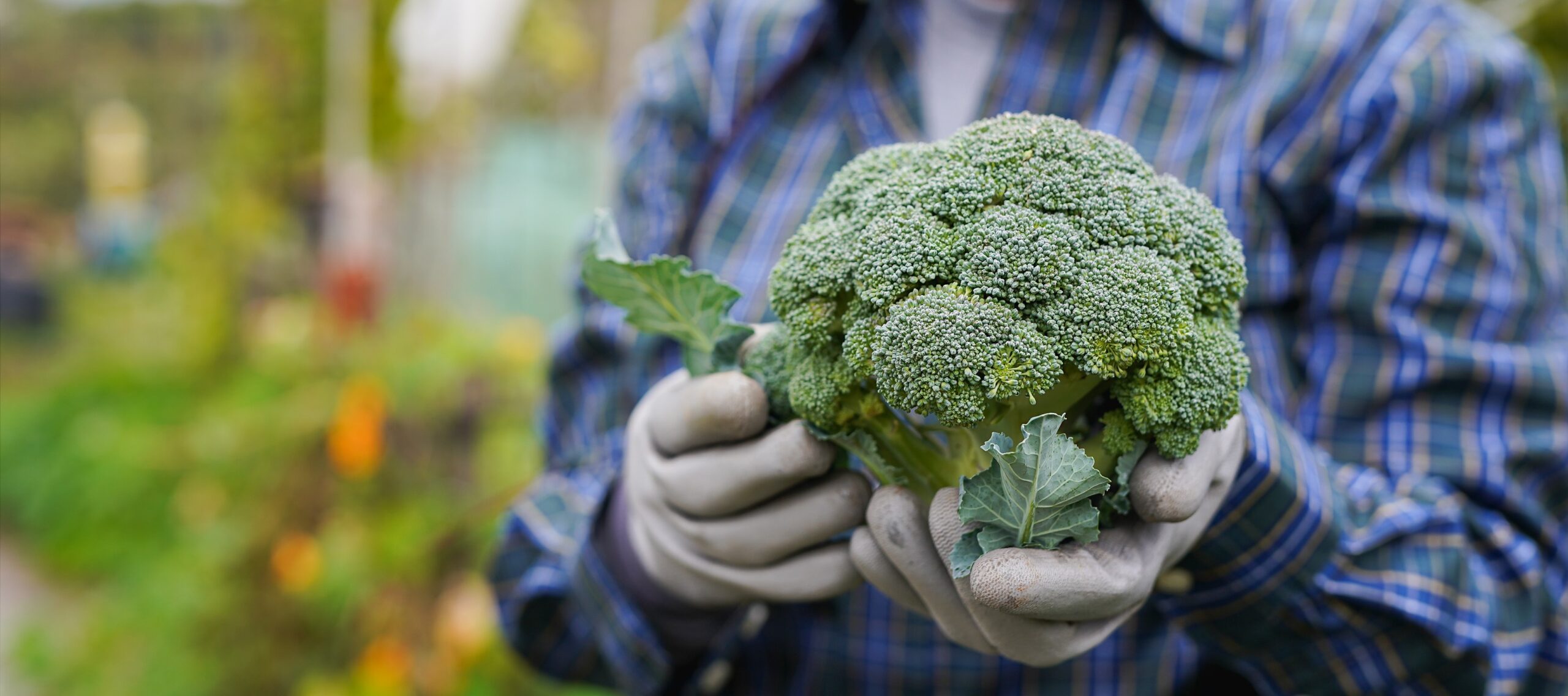 Alcune molecole contenute negli alimenti possono “accendere” o “spegnere” geni legati a infiammazione e invecchiamento