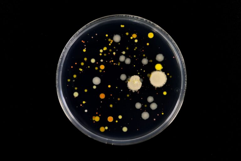 la foto rappresenta culture batteriche e viene impiegata per introdurre un articolo sulle infezioni resistenti. L'immagine contiene un disco di platica rotondo con all'interno delle culture batteriche di diversi colori.