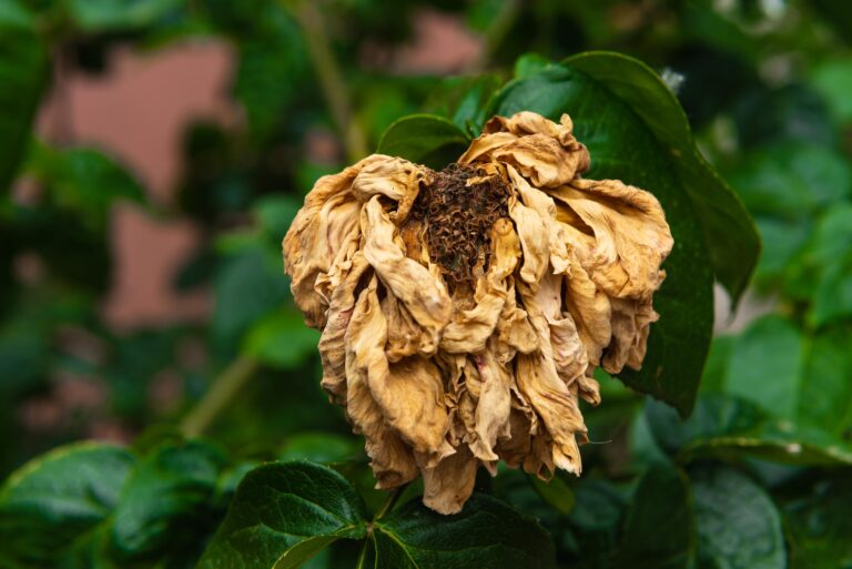 Magi e Anelli (FNOMCeO) avvertono: «Un SSN poco attrattivo significa fuga di professionisti verso estero, privato e pre-pensionamento»