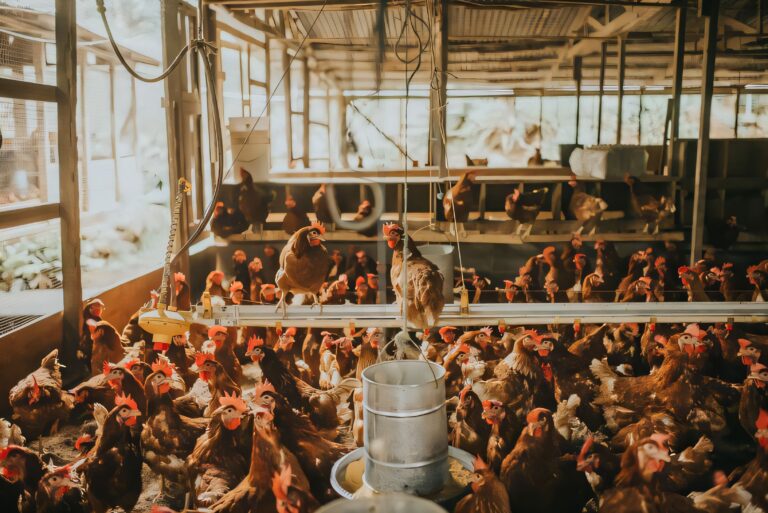 La diffusione del virus H5N1 tra uccelli selvatici e animali da allevamento preoccupa virologi ed epidemiologi, soprattutto per il rischio di un salto di specie