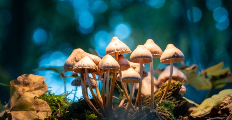 psilocibina sperimentazione