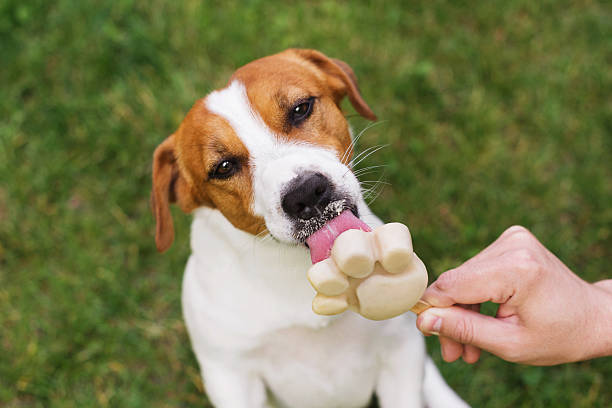 Estati e animali domestici