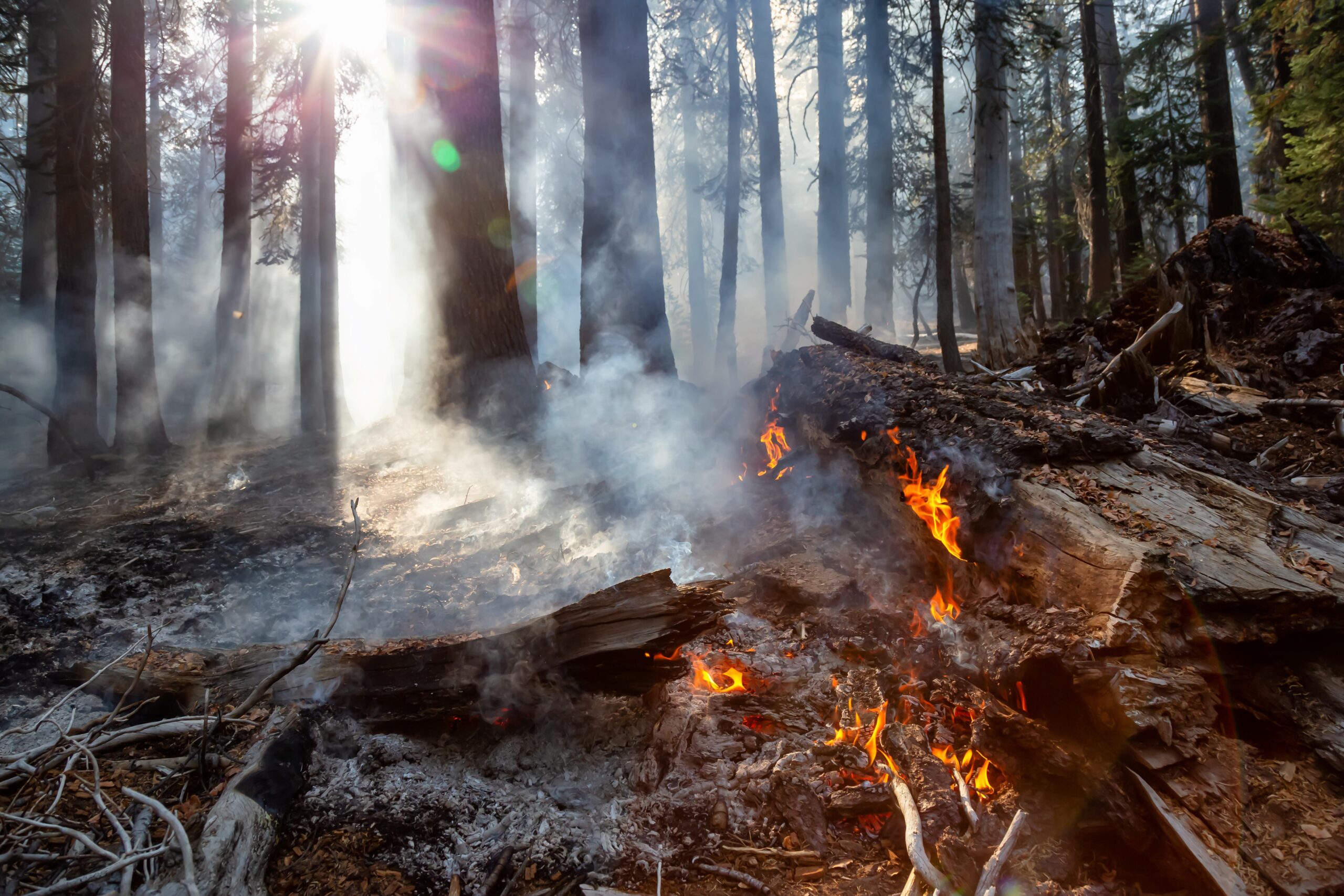 Nel 2025 gli incendi boschivi in Europa hanno colpito 2,2 milioni di ettari di terreno: un aumento del 57% rispetto al 2022